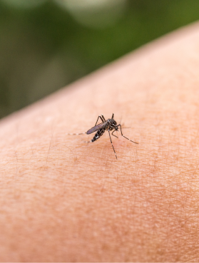 Mosquitoes