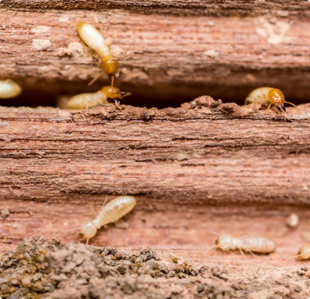 Termite Control
