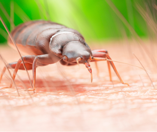 Bed Bugs
