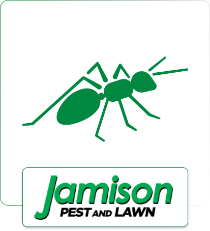 Fire Ants