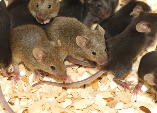 Rodents