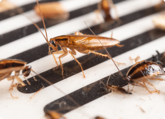 Roaches