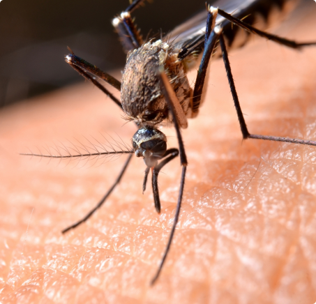 Mosquitoes