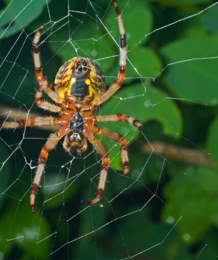 Spiders