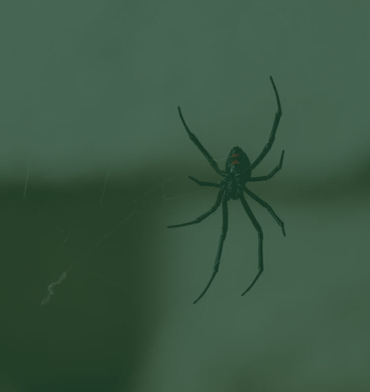Black spider with long legs suspended in center of web against green background