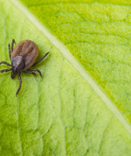Ticks