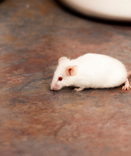 Rodents