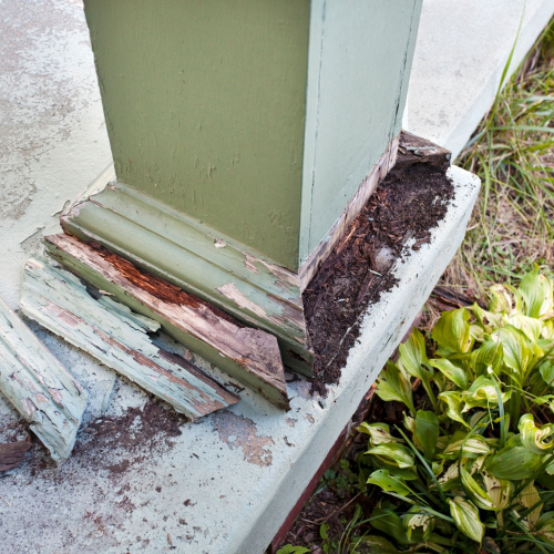 Termite Control