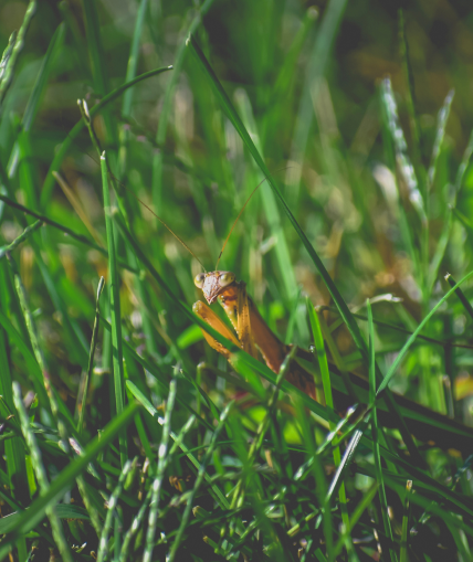 Small orange and brown insect sitting on green grass blades in natural outdoor setting