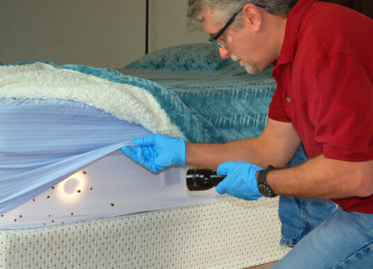 Bed Bugs