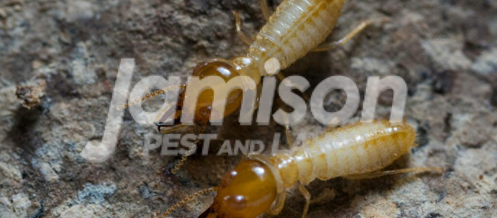 What do termites look like