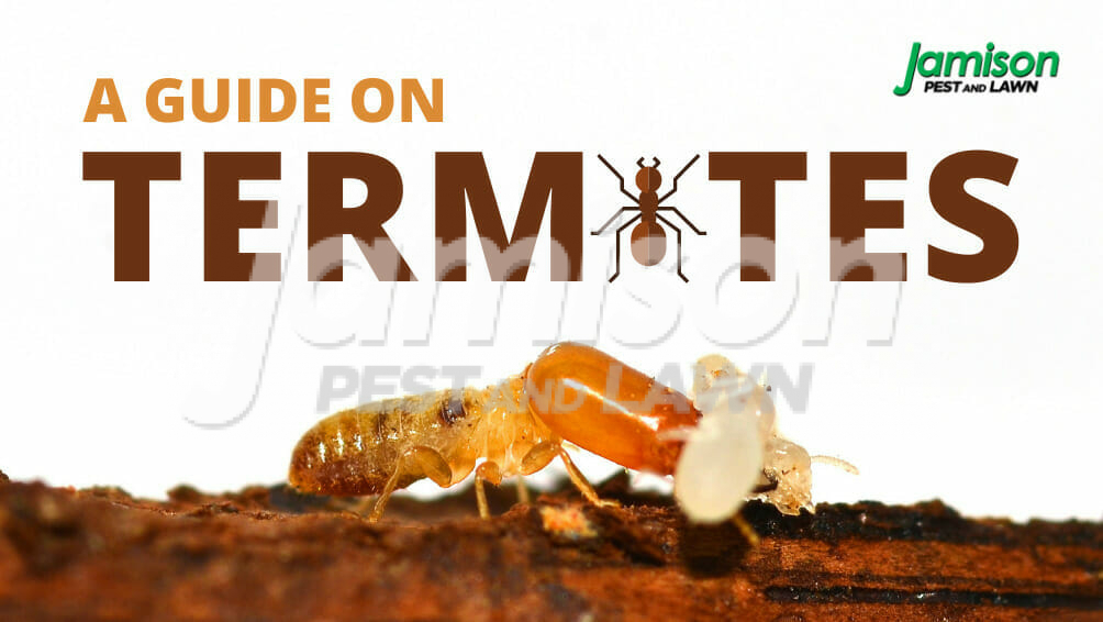 Termites 101: From Inspection To Control