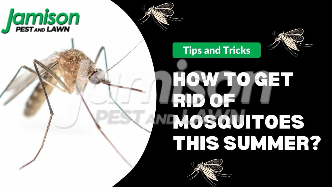 How To Get Rid Of Mosquitoes This Summer?