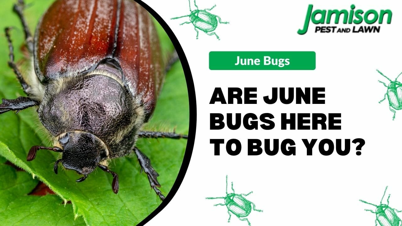 Are June Bugs Here To Bug You?