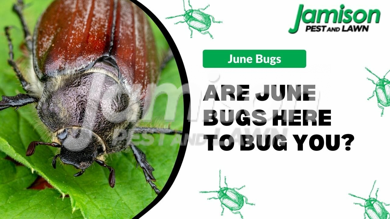 Are June Bugs Here To Bug You?