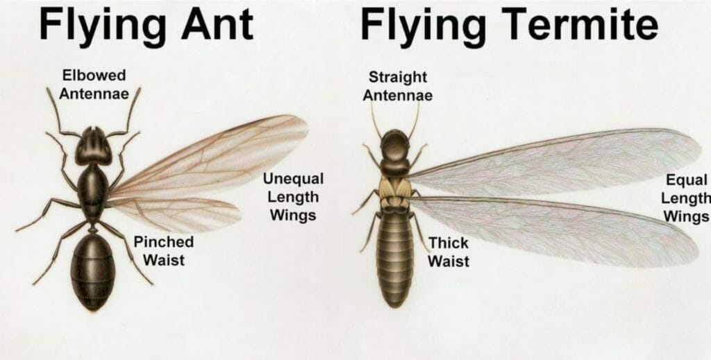 1 Flying ants vs termites