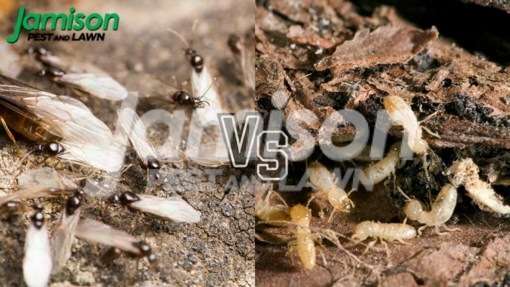 Flying ants vs termites