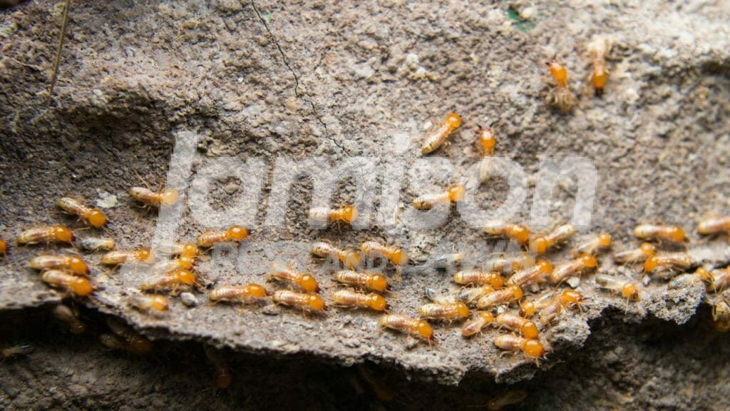 Early warning signs of termites