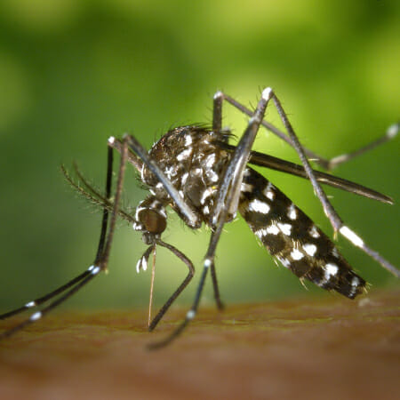Close-up macro photograph of a mosquito with detailed view of legs and wings