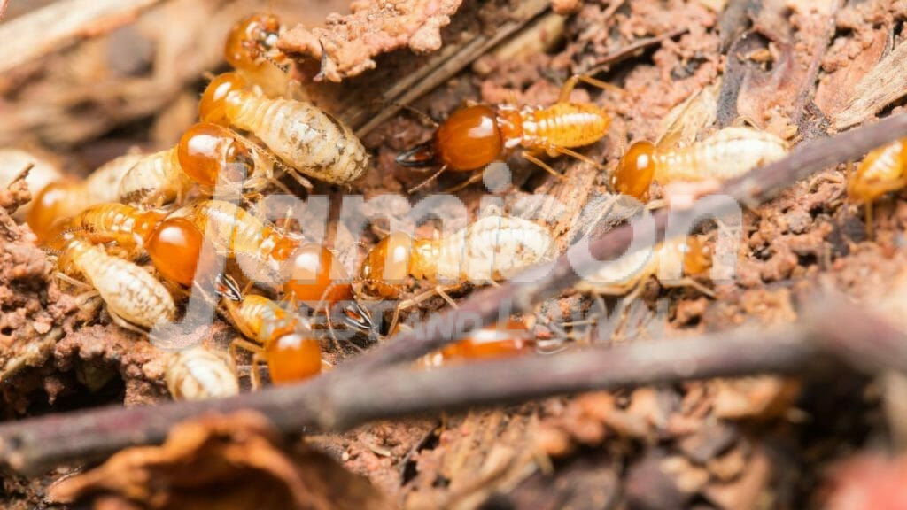 Jamison Pest And Lawn 4 Termite treatment cost