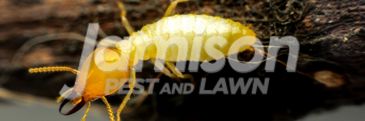 Do termites bite
