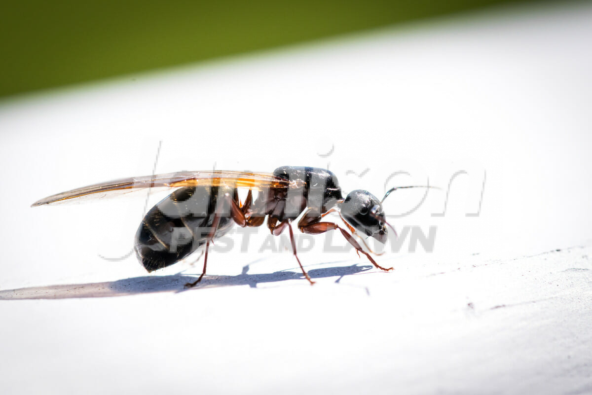 Flying ants