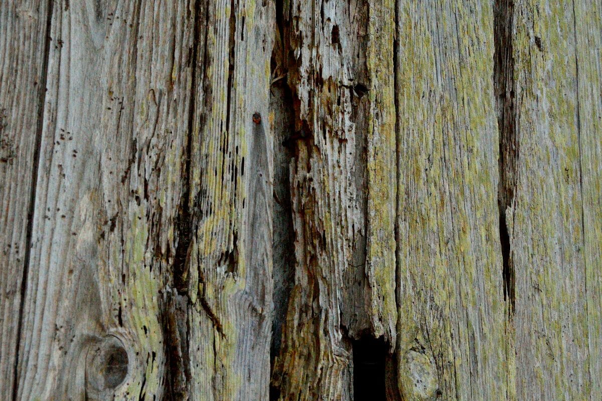 Wood rot