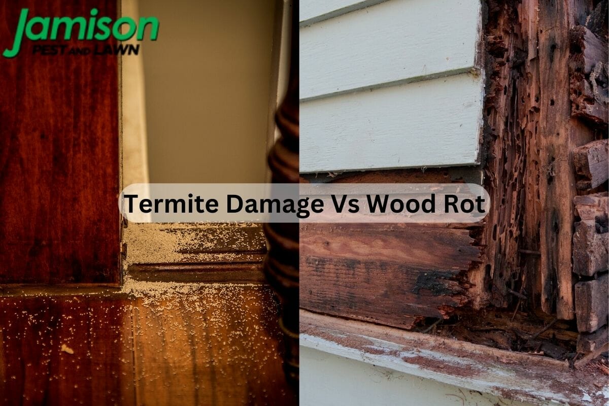 Spotting The Differences: How To Identify Termite Damage vs Wood Rot In Your Home