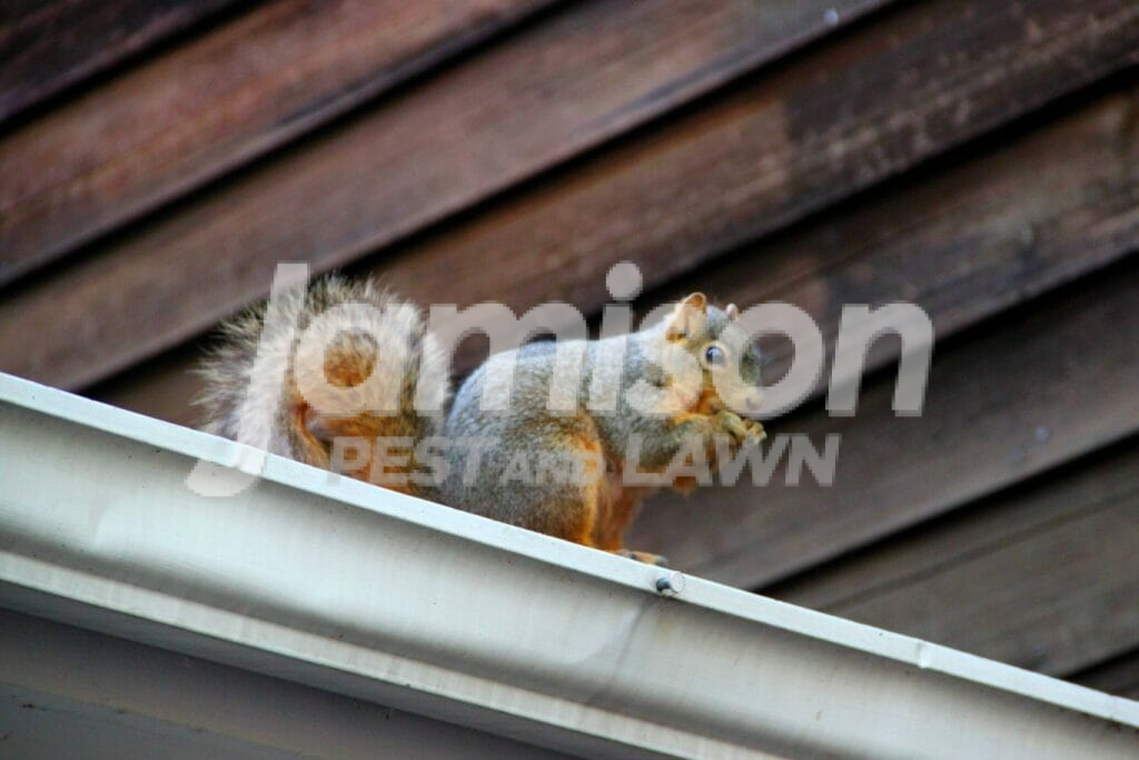 How to keep squirrels off roof
