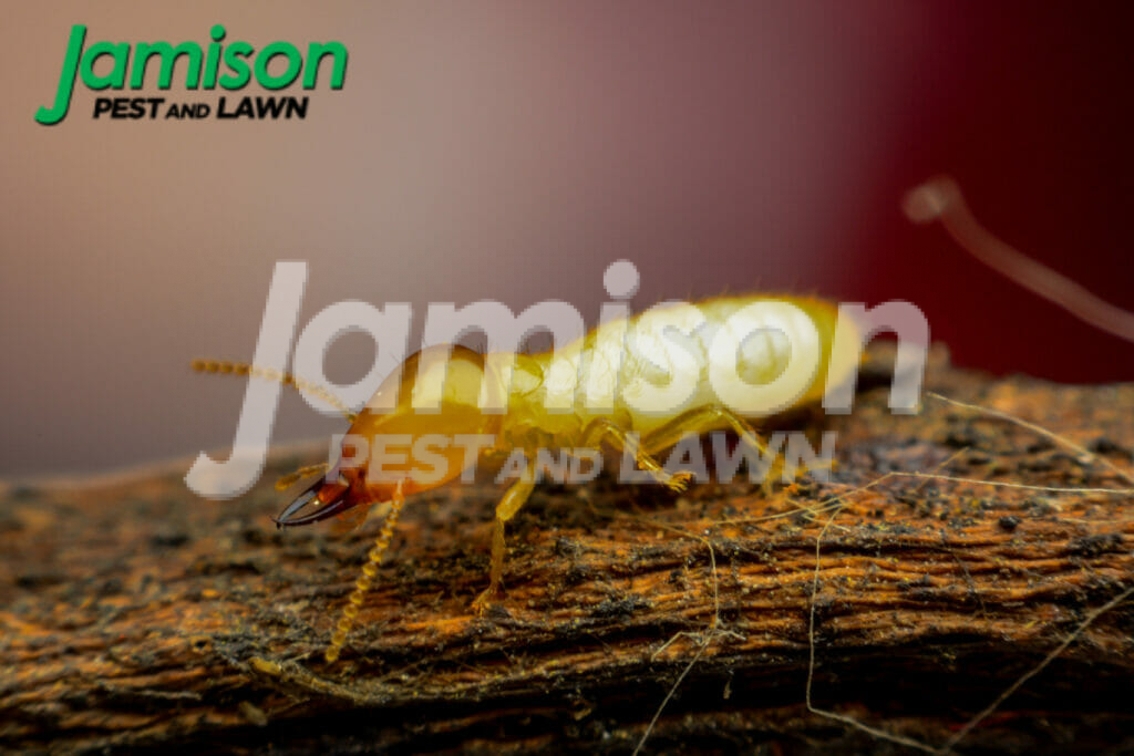 New construction termite treatment options: pros and cons