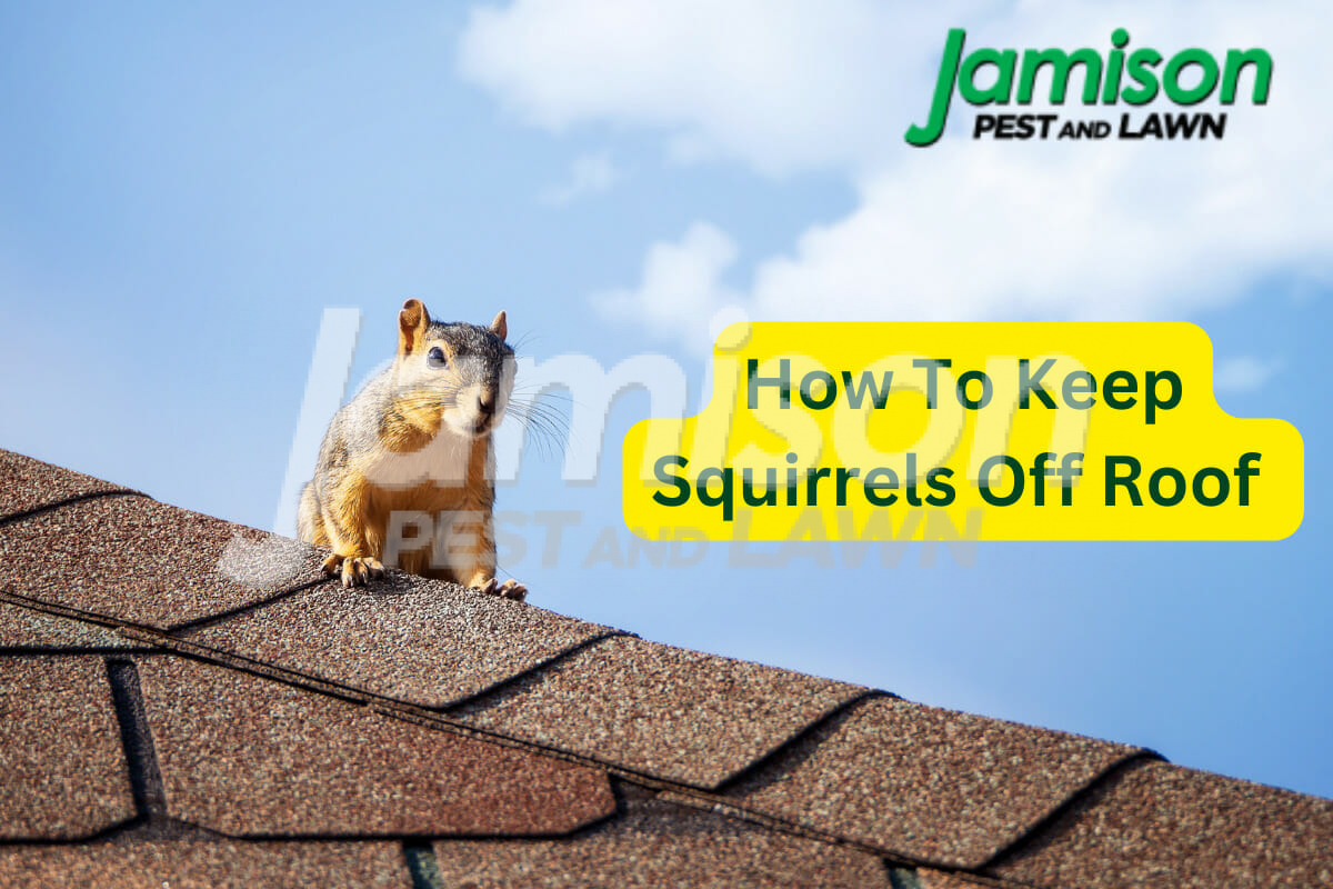 How to keep squirrels off roof