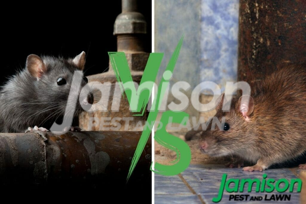 Roof rat vs. Norway rat