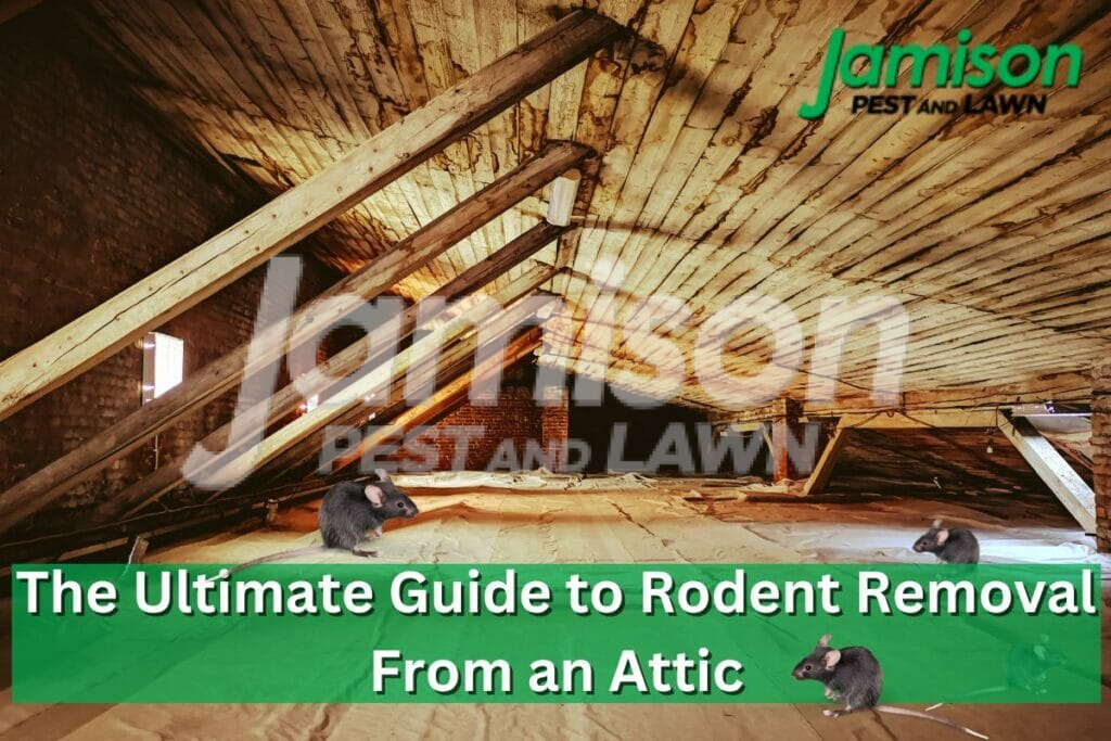 Rodent removal from attic
