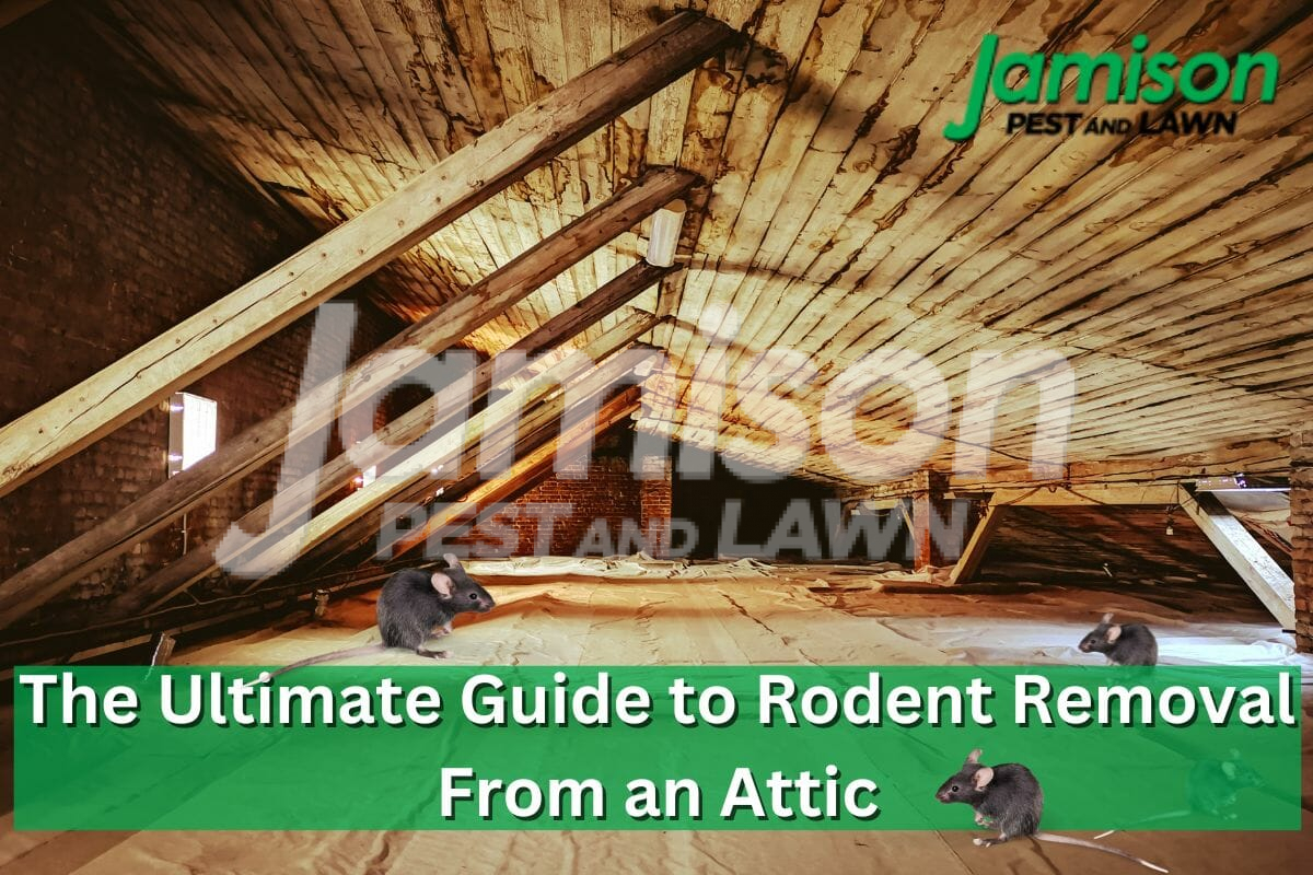 Don’t Let Rodents Take Over Your Home: The Ultimate Guide to Rodent Removal From an Attic