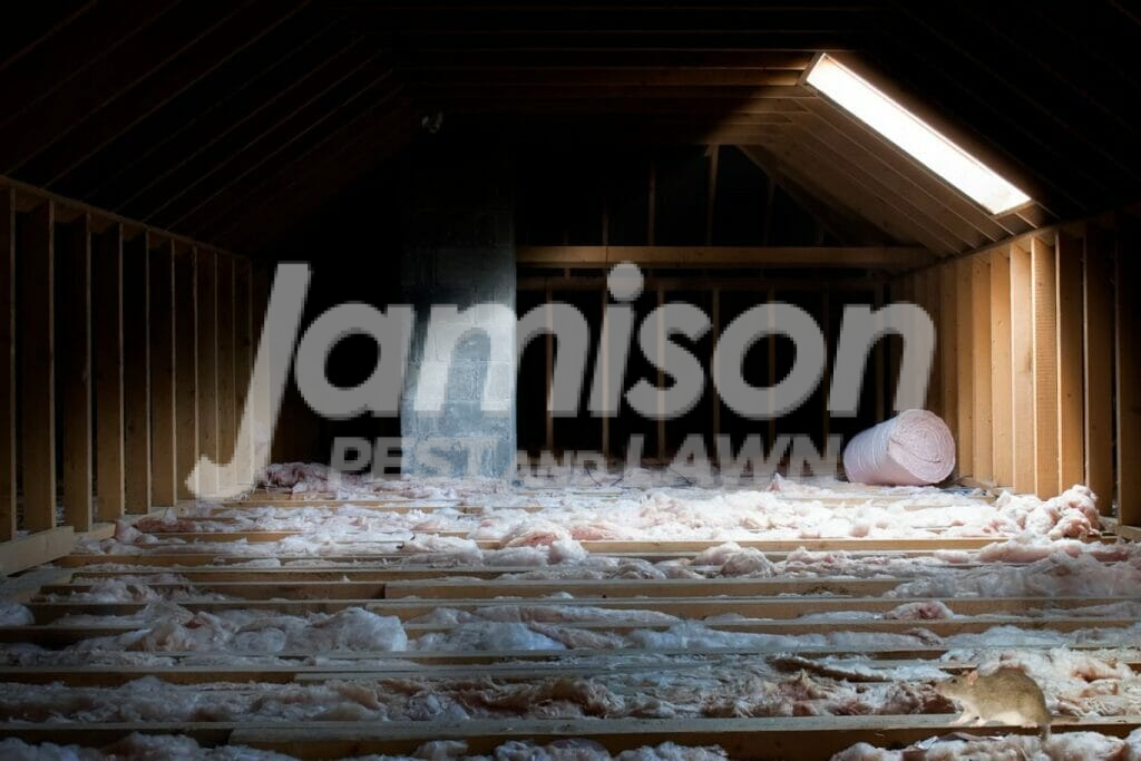 Jamison 21 Rodents in your attic