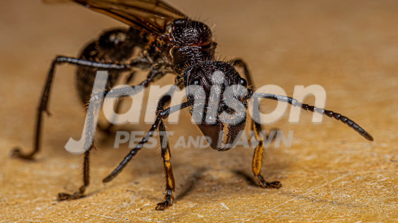 Ant queen