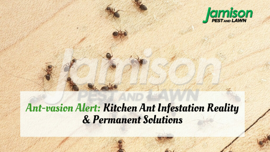 Ant-vasion alert: kitchen ant infestation reality & permanent solutions