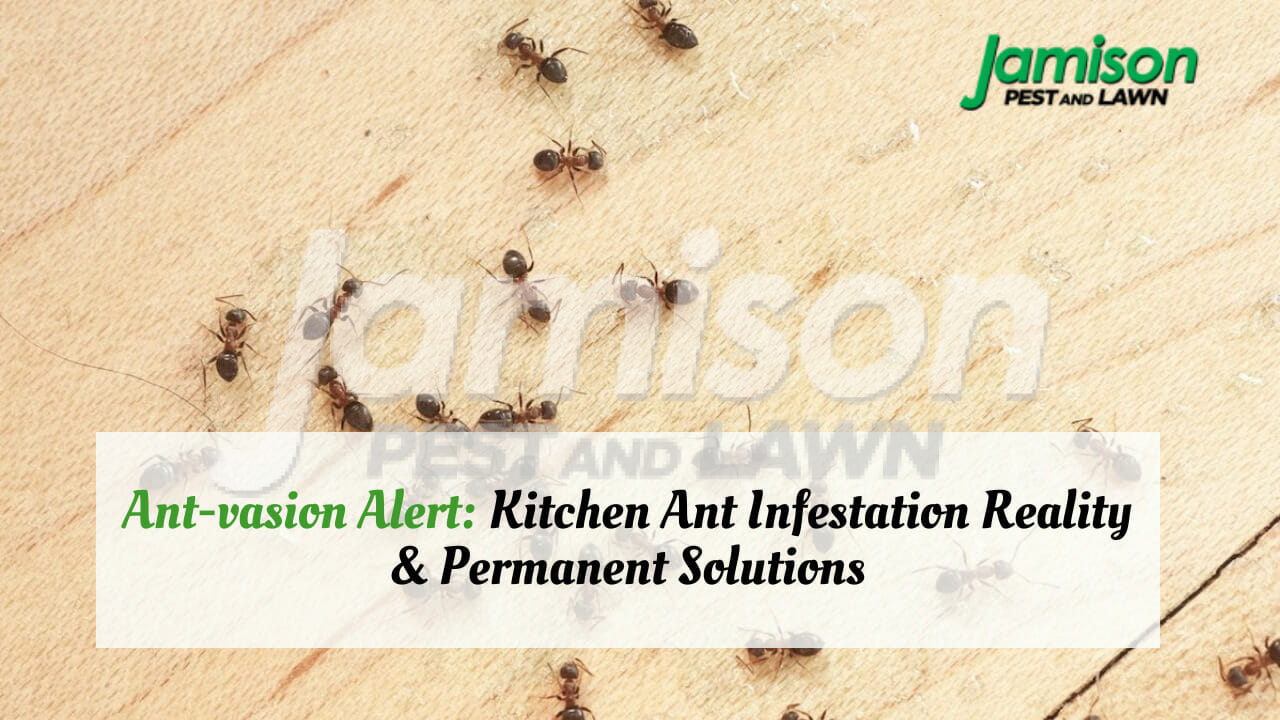 Ant-Vasion Alert: Kitchen Ant Infestation Reality & Permanent Solutions