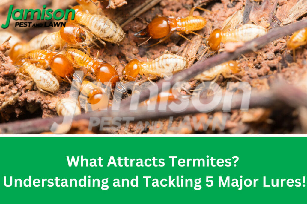 Termite magnets: what attracts termites? 4 key factors!