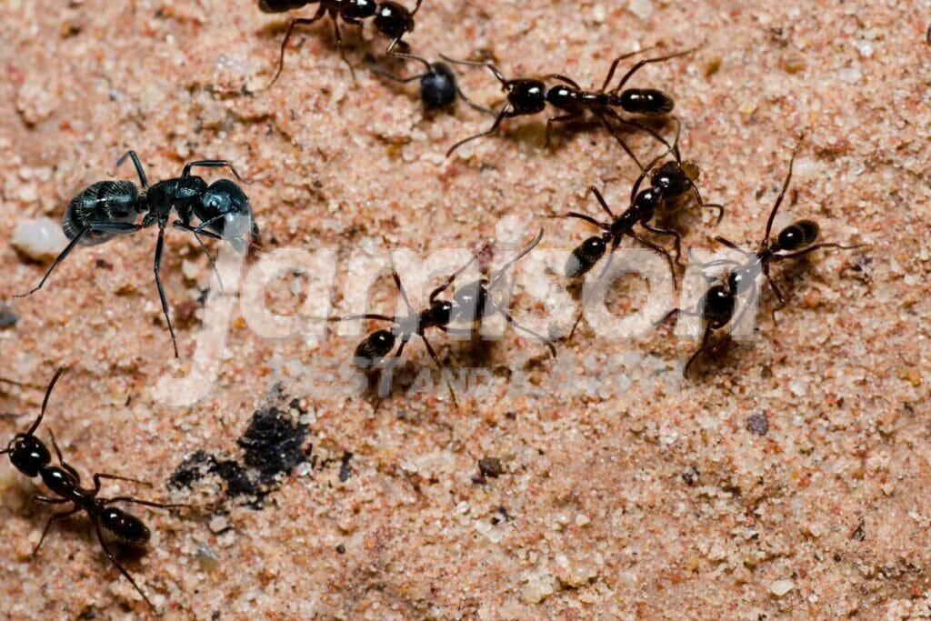 black ants Black ants