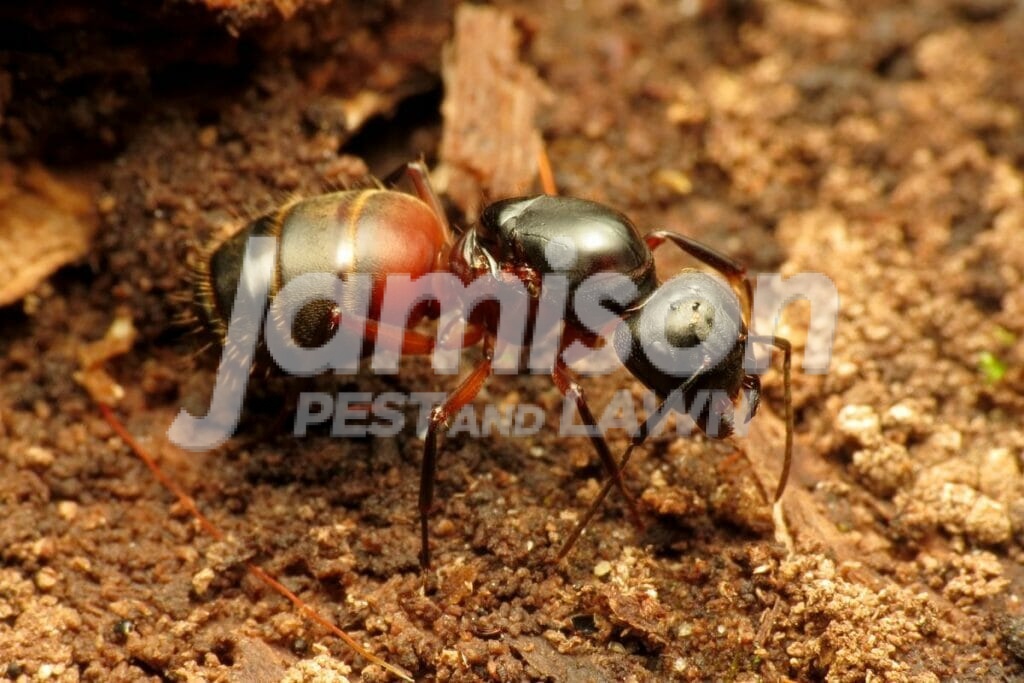 carpenter ant Carpenter ant
