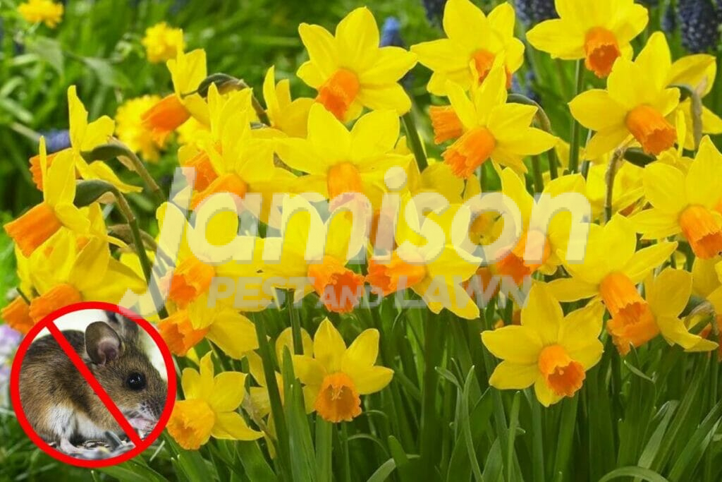 daffodil Daffodils