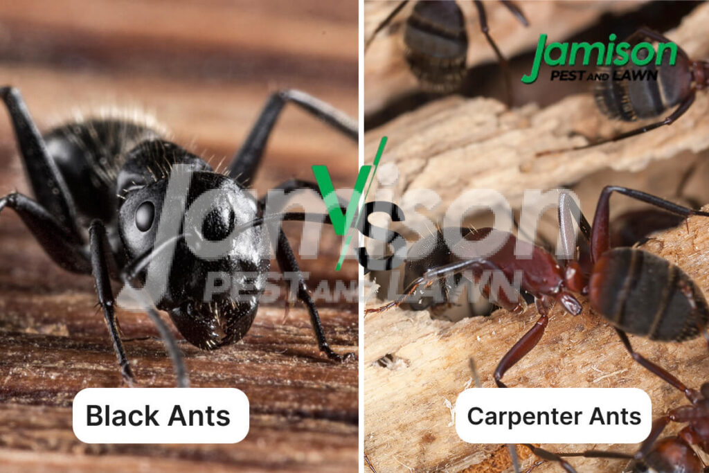 Close-up comparison of black ants and carpenter ants on wood surface.