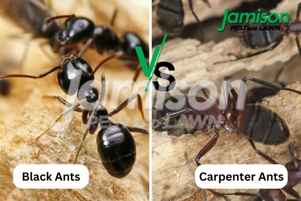 Carpenter ants vs. Black ants