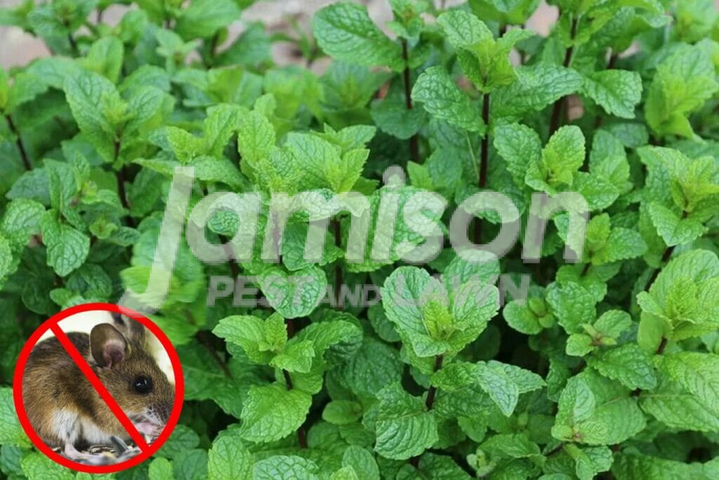 mint Mint
