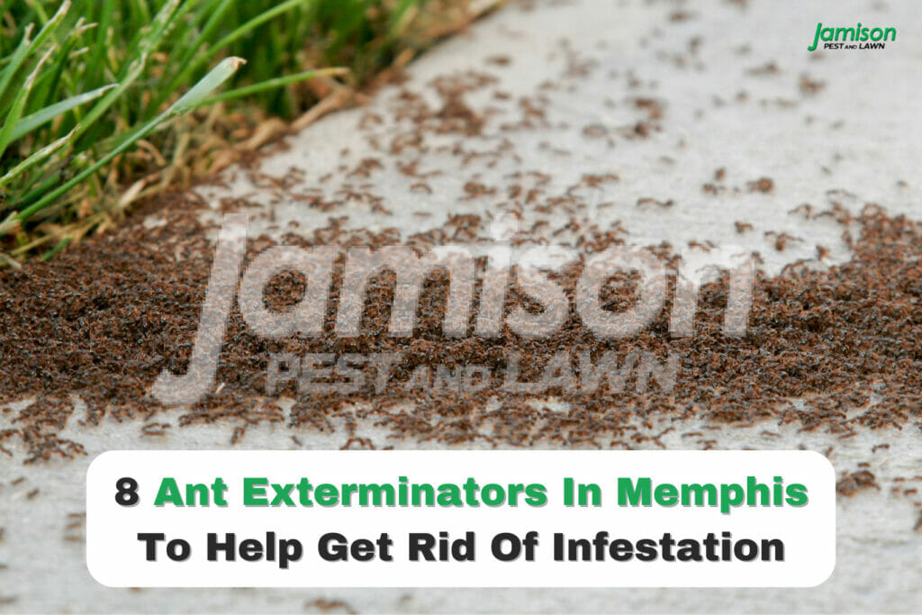 8 ant exterminators in memphis to help get rid of infestation
