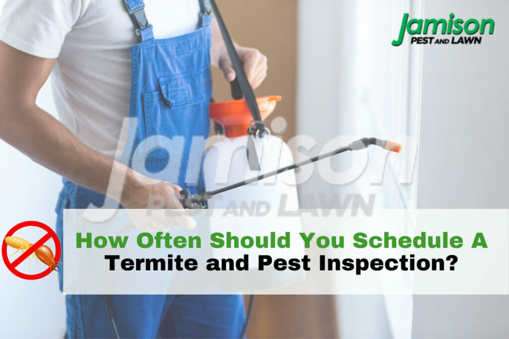 How often should you schedule a termite and pest inspection?