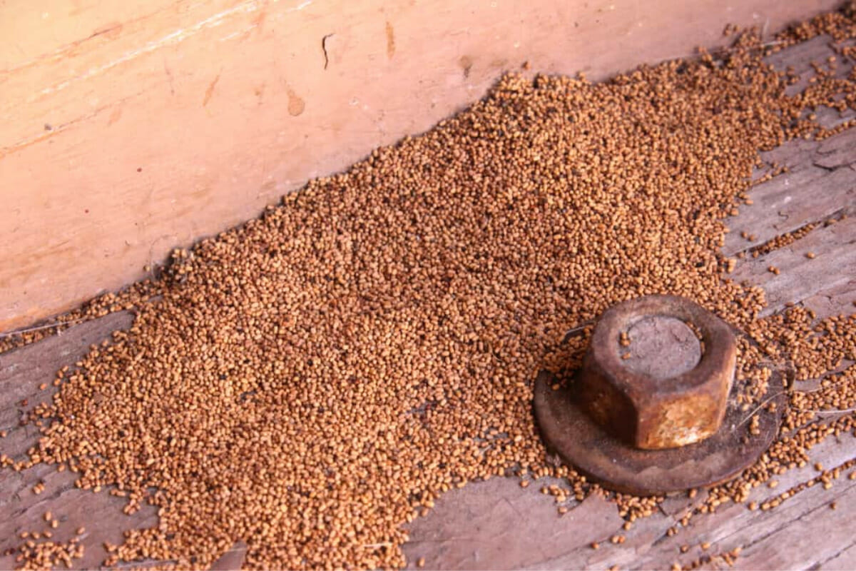 Wood-colored pellets or sawdust (frass)