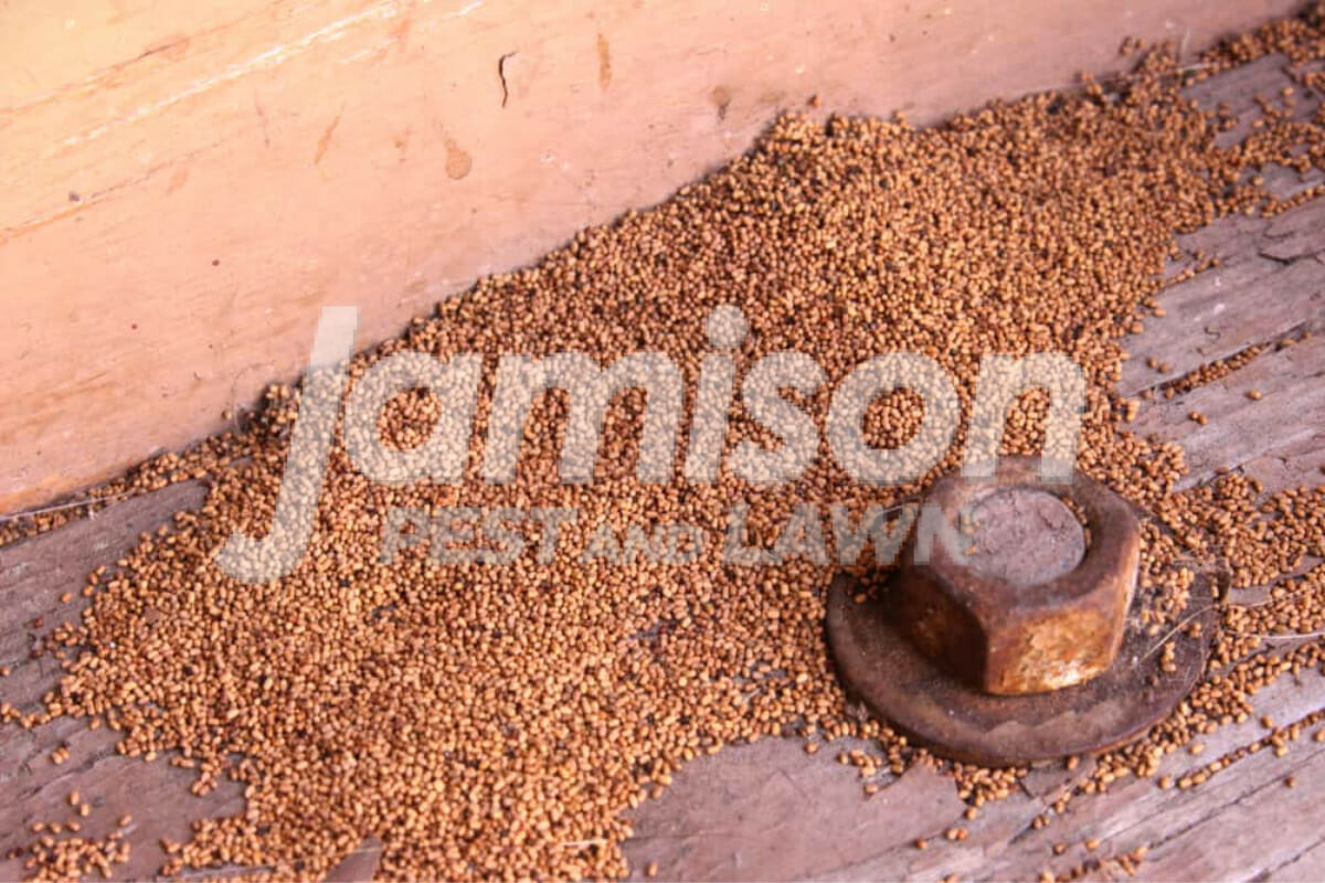 Wood-colored pellets or sawdust (frass)