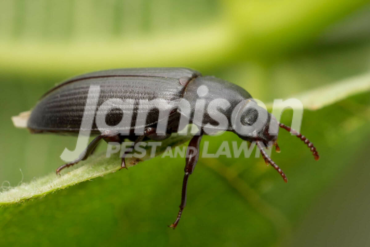 Black bugs